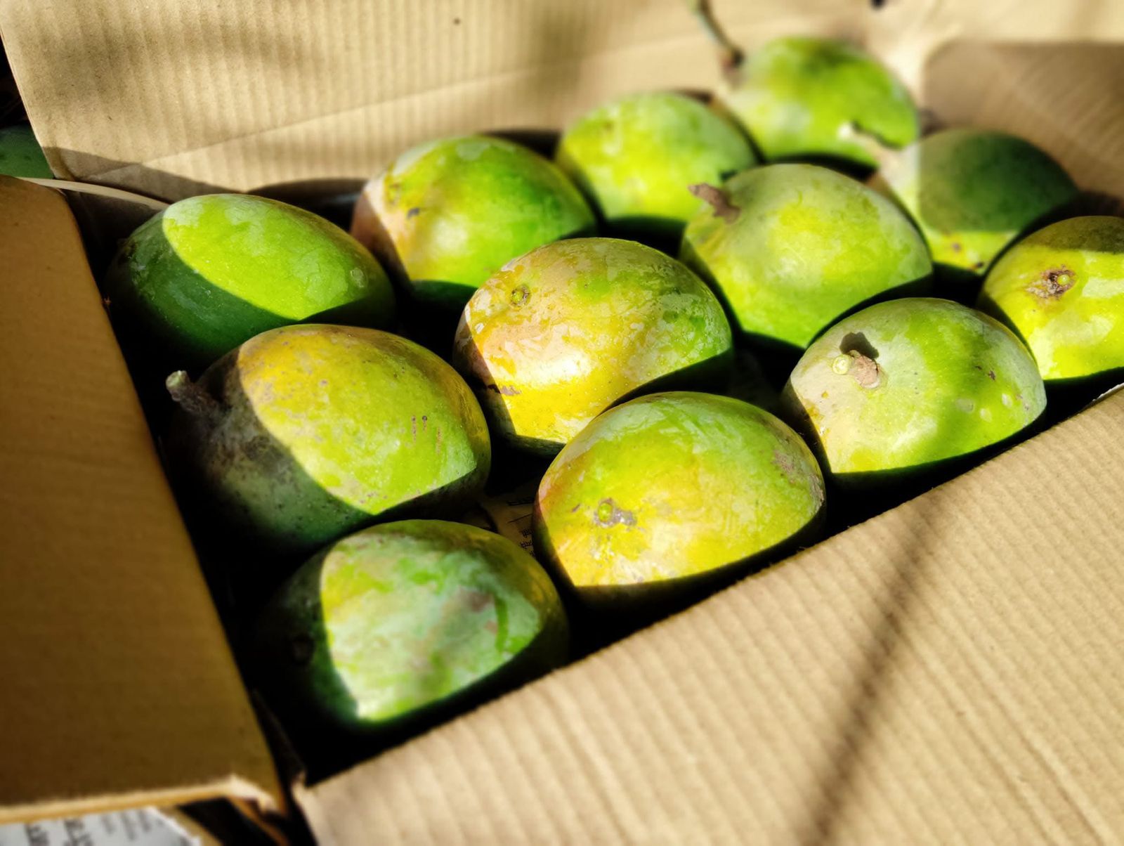 Ratnagiri Alphonso Mangoes - 220 g to 265 g