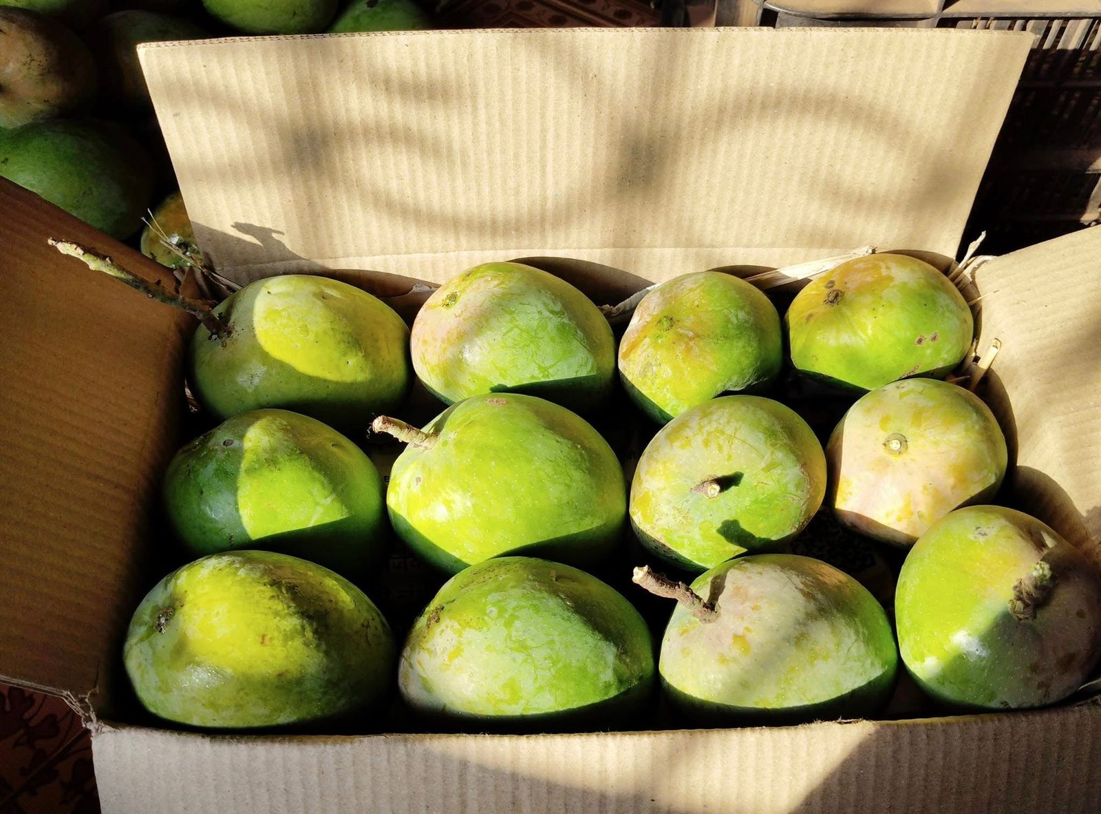 2.5 Dozen Organic Hapus